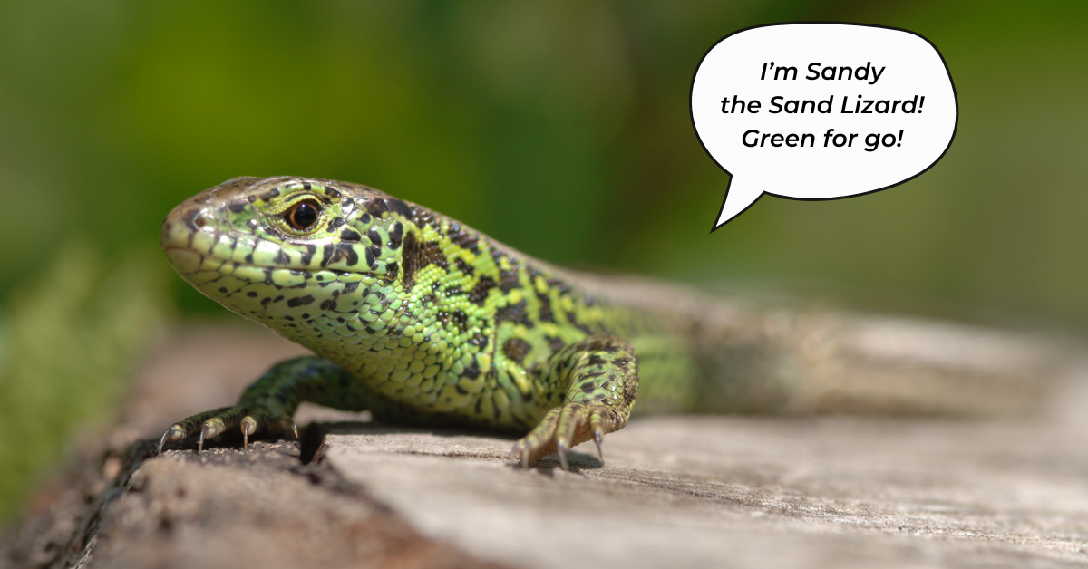 Photograph of a green lizard, he says "I’m Sandy the Sand Lizard! Green for go!"