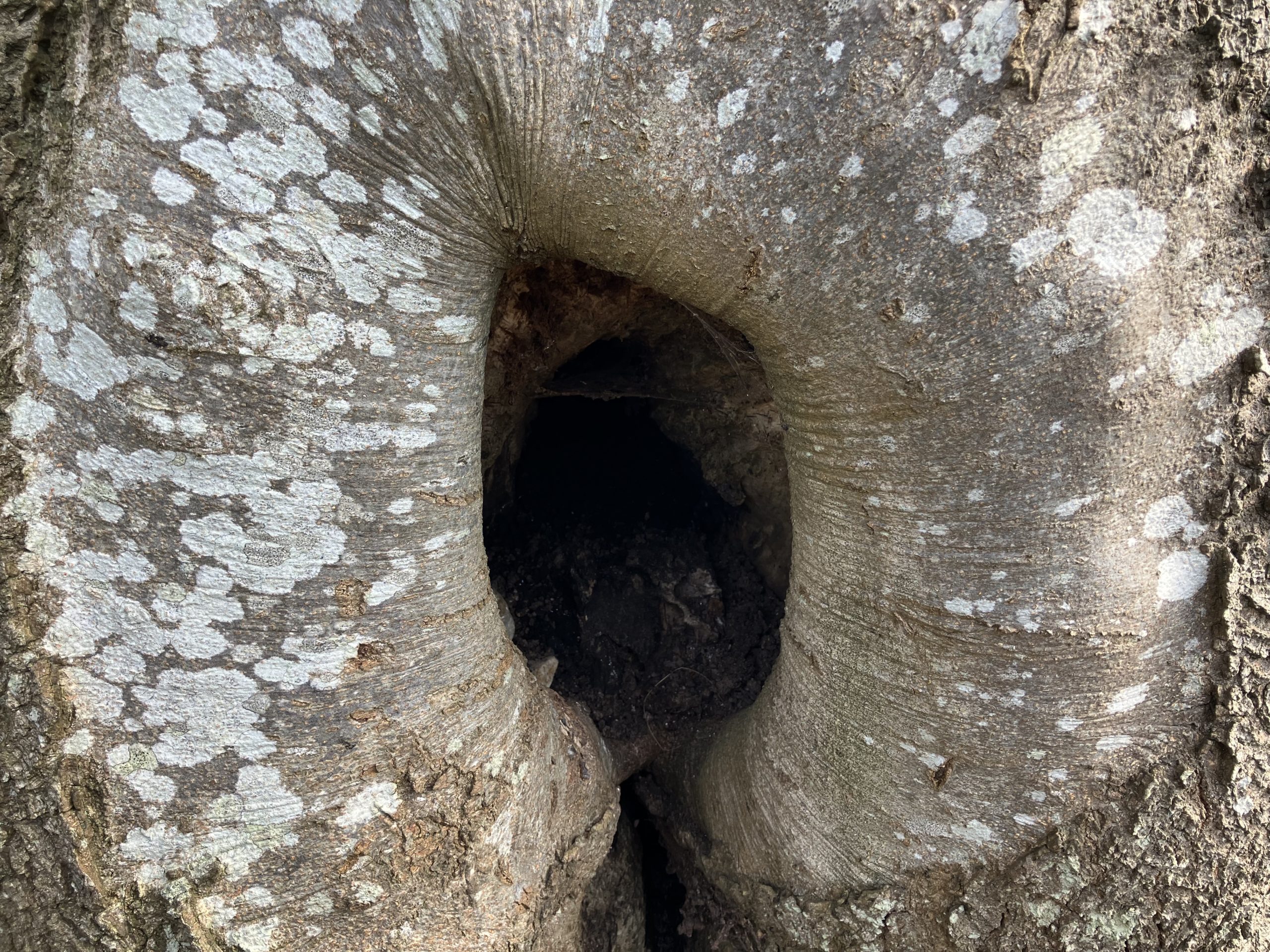 A photo of a hole in a beech tree