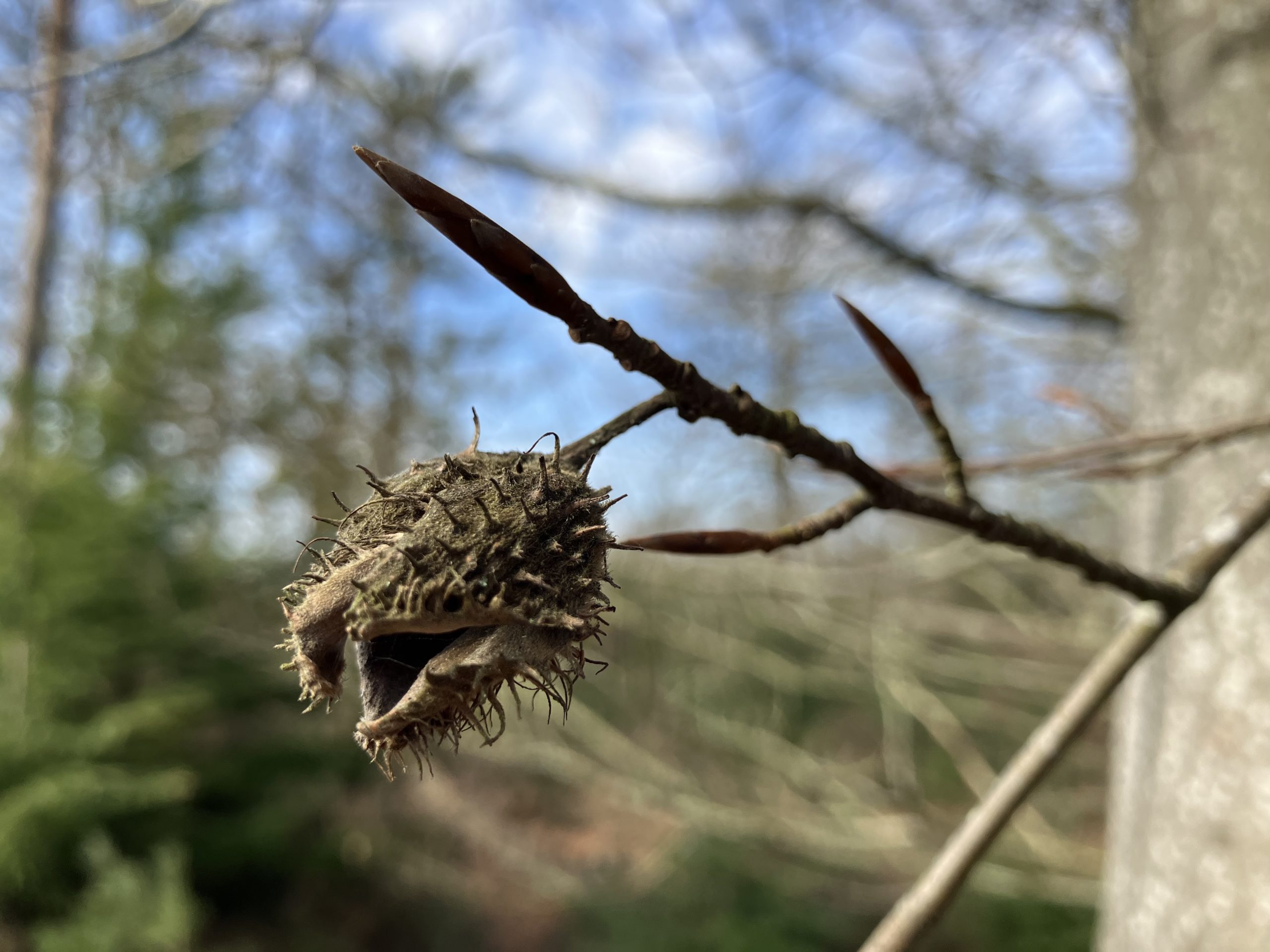 Photo of a spiky beech seed head attached to a twig