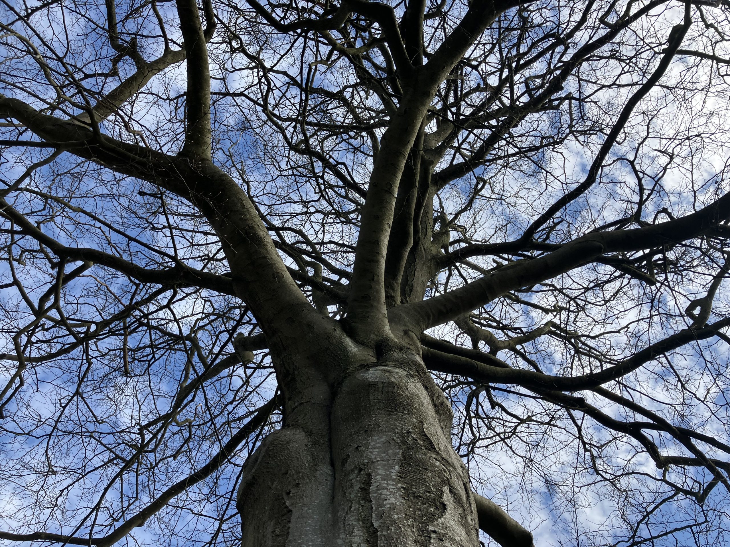 Photo of the branches of a Beech tree, without leaf in spring