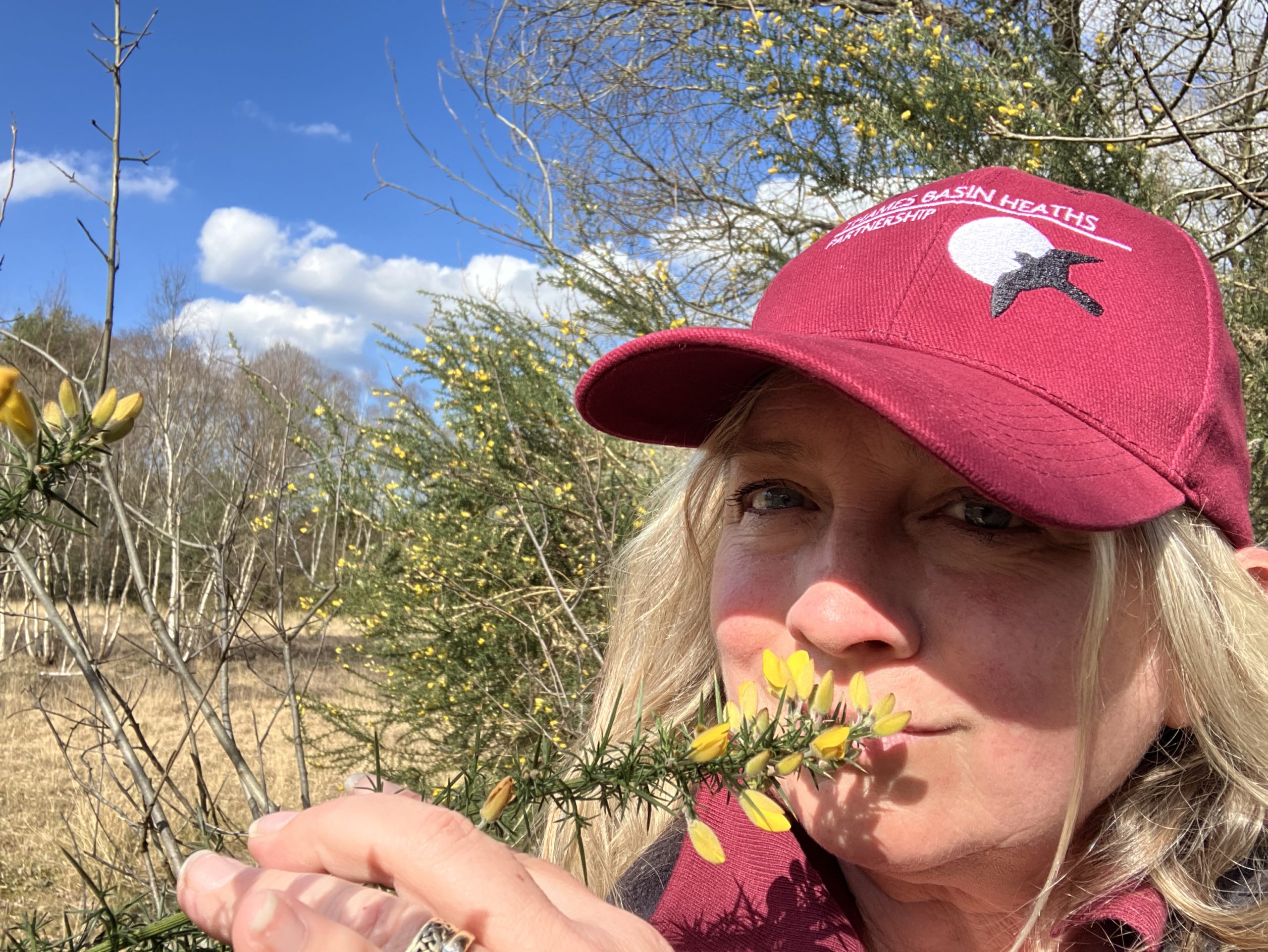 Photo of warden Paula sniffing bright yellow gorse plant, with heath landscape behind