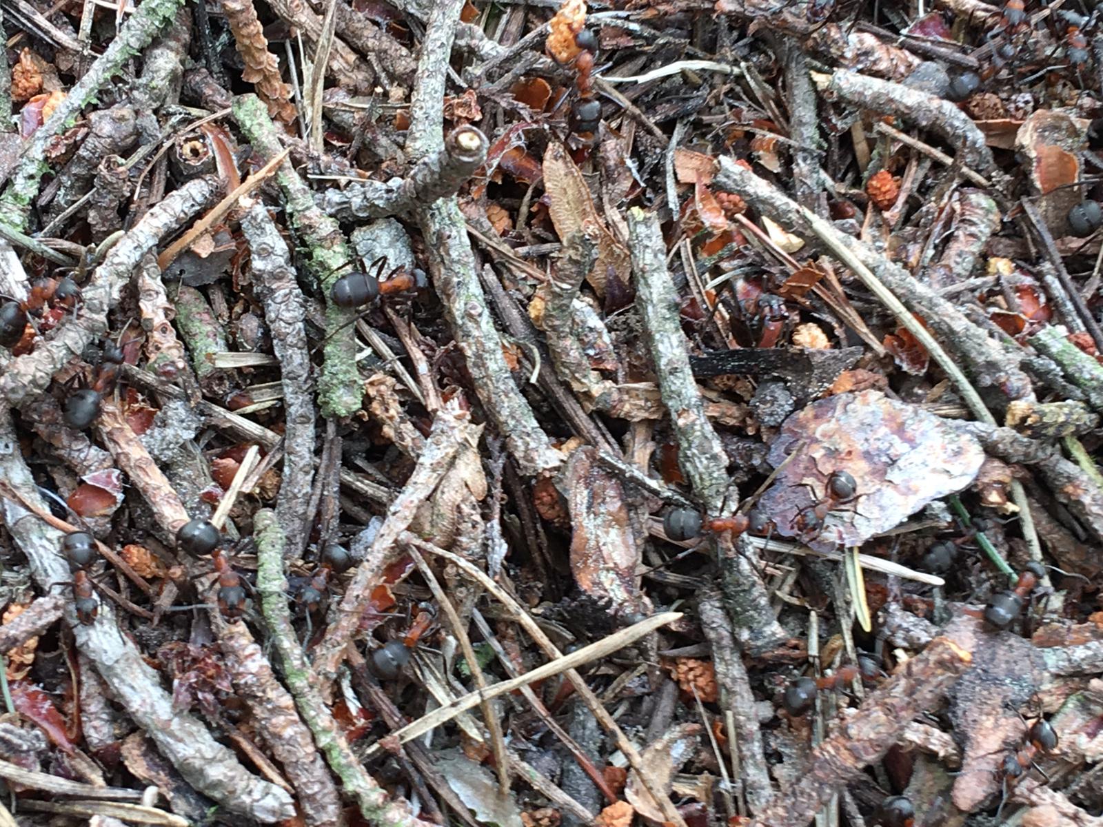 Photo of a close up of an ant nest, made of leaf litter. Red and black ants trailing accross it