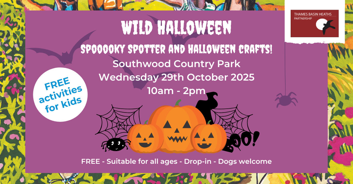 vibrant pink poster containing pumpkins and bats to advertise a Halloween event