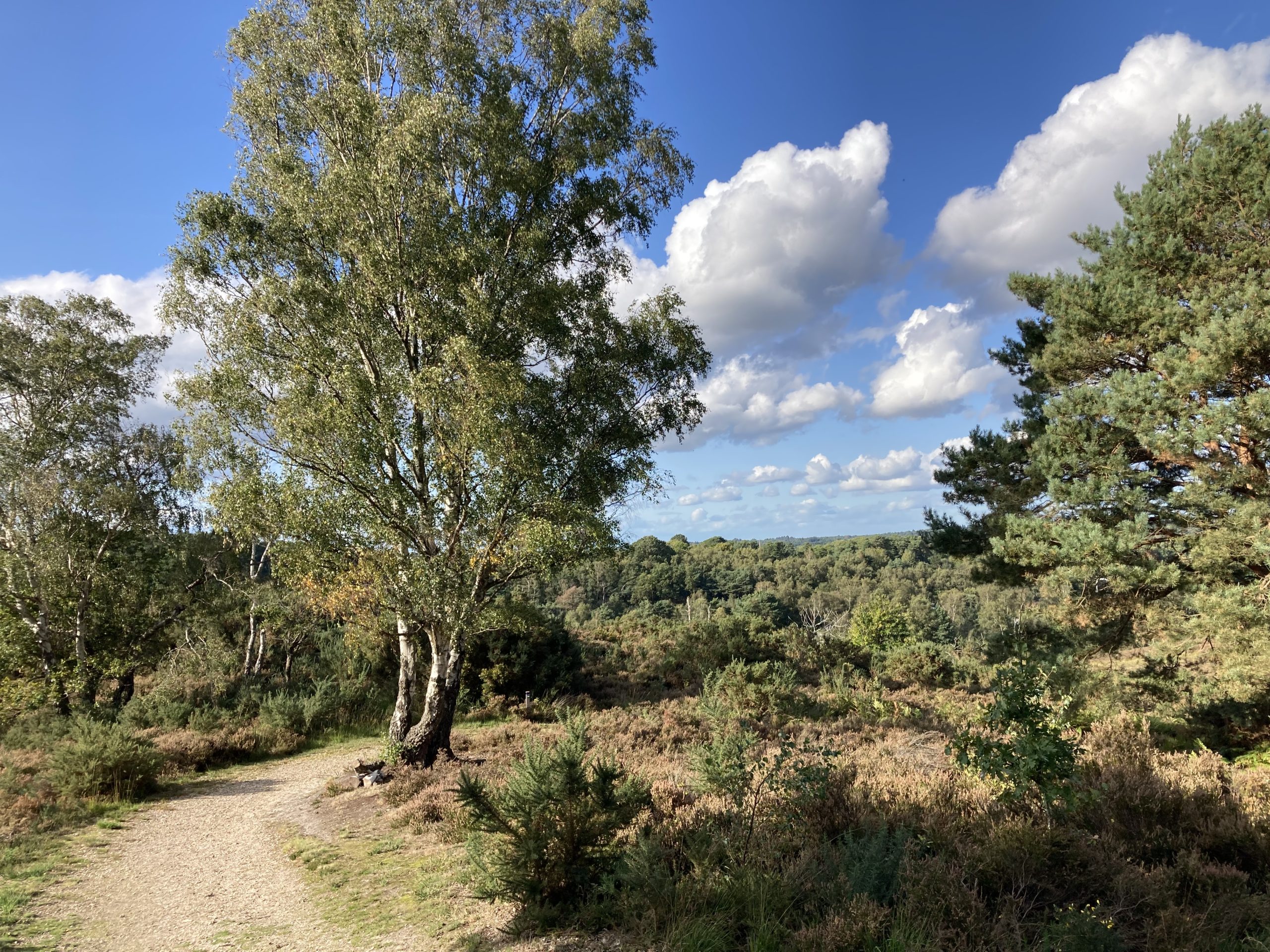 Photo of a heathland in autumn, with large silver birch tree, sandy track and brown heather