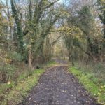 Photo of a muddy footpath in winter, bordered by birch trees