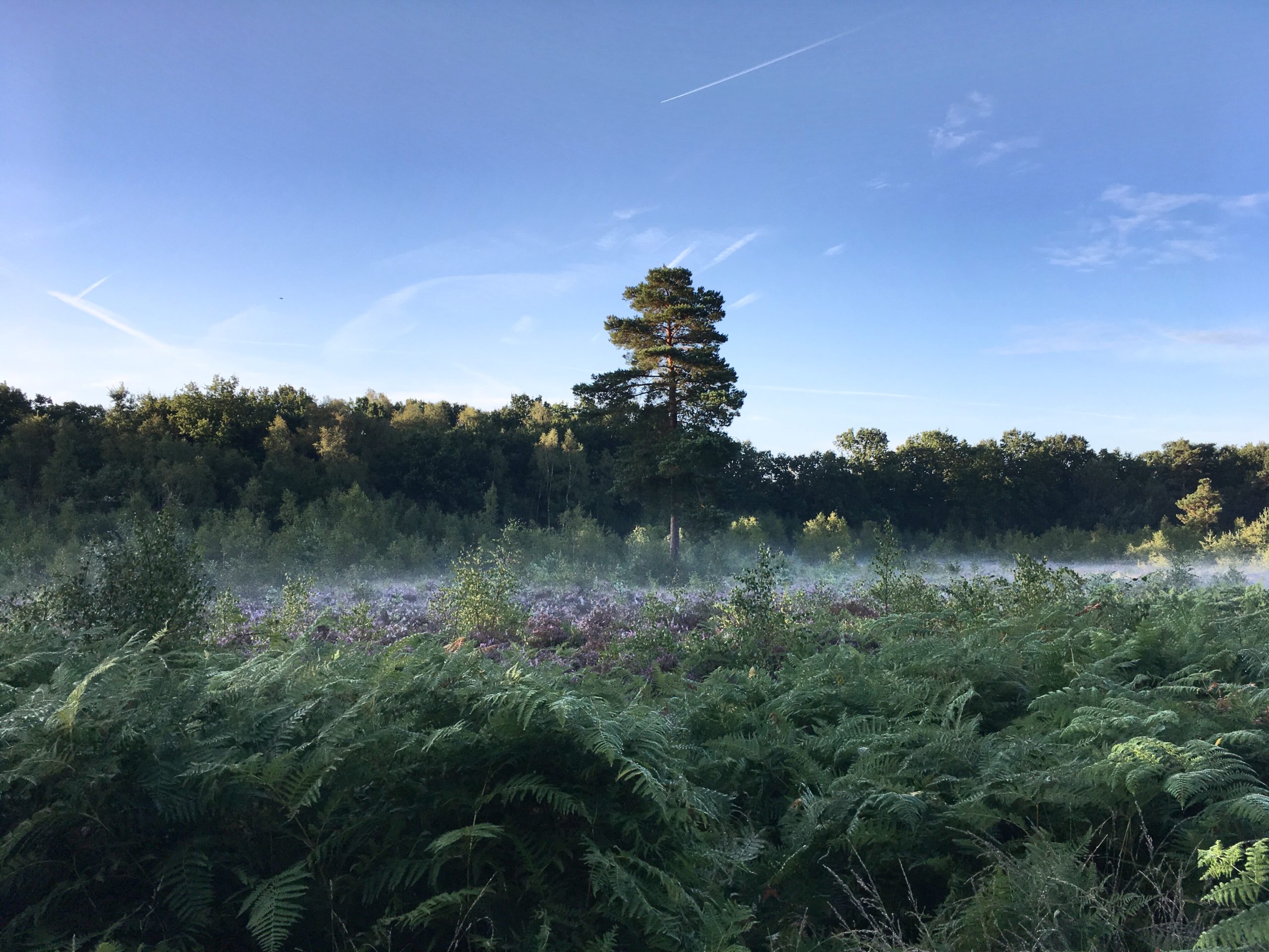 Lowland heathland habitat with mist.
