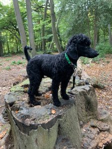 Photo of a black, poodle type dog posing on a tree stump