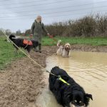 Photo of two black and beige, and one beige and white dog standing in a muddy pond. One with owner standing nearby