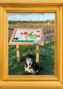 Photo of a black and white dog standing in front of an interpretation panel at a greenspace