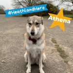 Photo of a large brown and white dog sitting on a tarmac airfield. Called Athena and she is a Heathland Hero