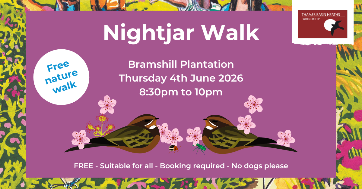 Pretty pink poster advertising a Nightjar walk at Bramshill plantation. With bird graphic