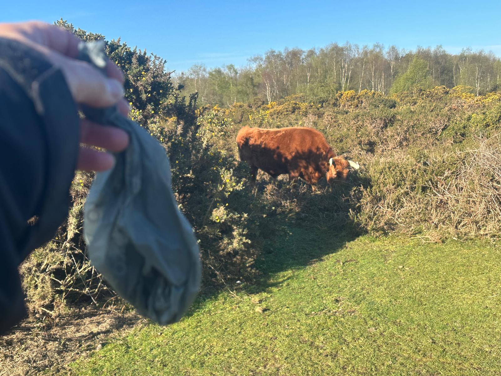 Photo of a brown cow grazing a heathland, with a photo of a dog waste bag in the foreground. To highlight the importance of bagging and binning