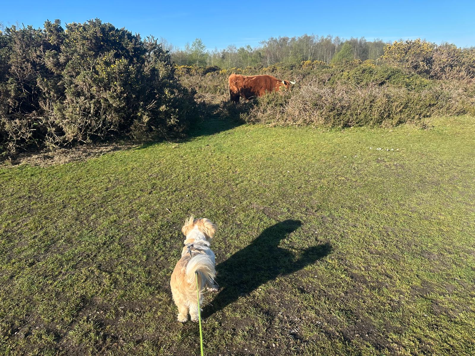 Photo of a small brown and white dog on lead watching a grazing cow on heathland