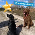 Photo of a large black and large brown dog sitting on a sandy heathland path