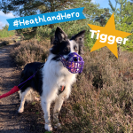 Photo of a black and white collie dog wearing a muzzle standing at the side of a heathland path