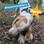 Photo of a medium size brown and white dog chewing on a stick in the countryside
