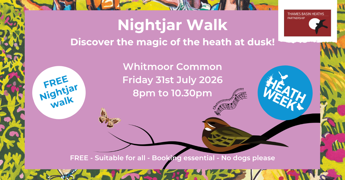 Pretty pink poster advertising a Nightjar walk at Whitmoor Common for Heath Week 2026