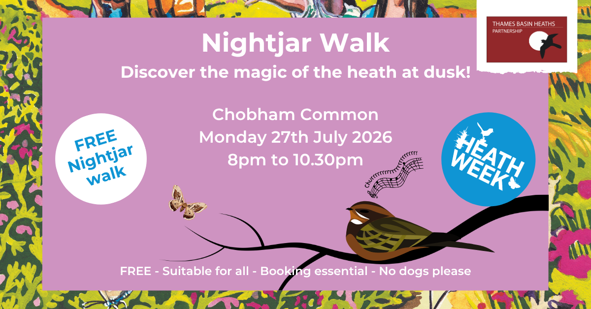 Pretty pink poster advertising a Nightjar walk at Chobham Common
