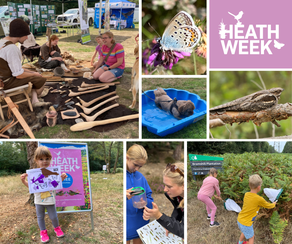 Vibrant photo montage representing a variety of Heath Week events including butterfly spotting, craft activities and learning about bronze age history