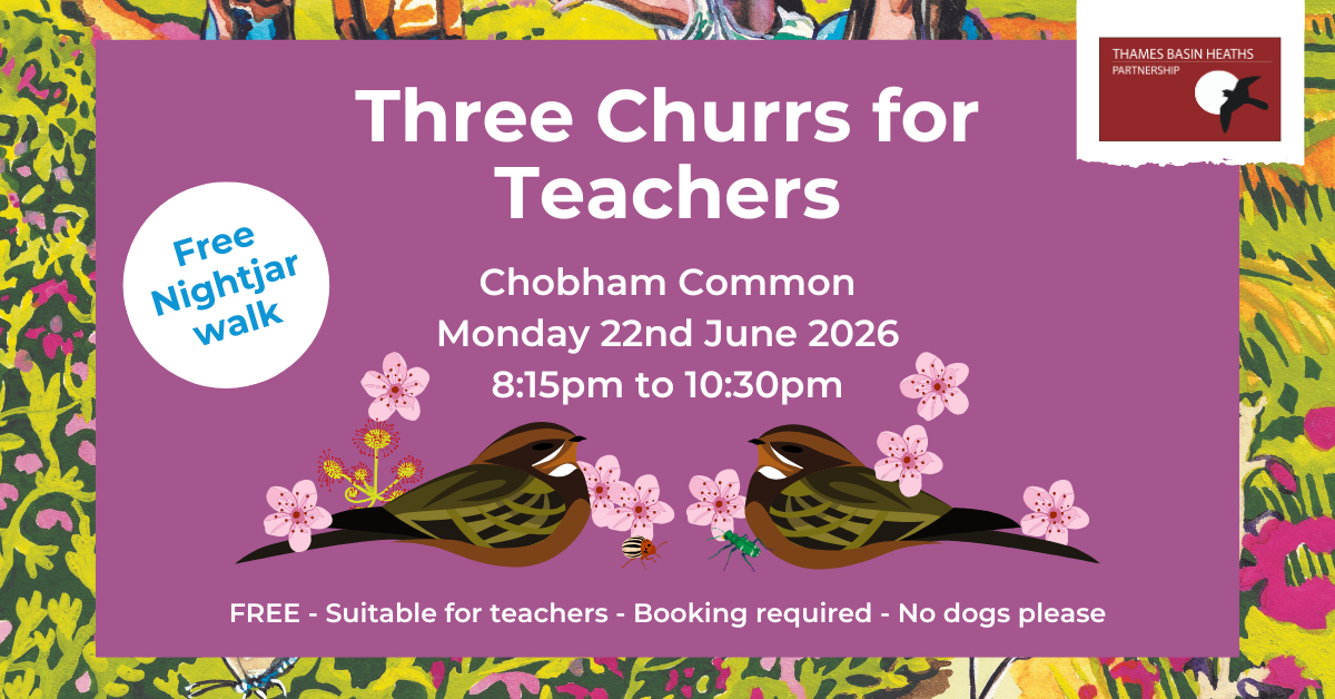 Pretty pink poster advertising a teacher's Nightjar walk
