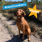 Photo of a large light brown pointer type dog sitting on a heathland path