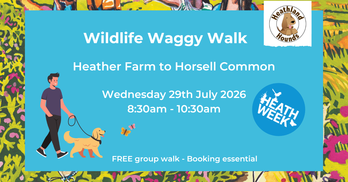 Pretty blue poster advertising a group dog walk for Heath Week 2026
