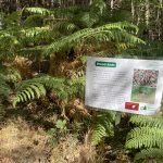 Photo of a forest with a wood ant nest and a laminated poster explaining the ecology of wood ants