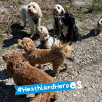 Photo of a group of 5 medium sized cream and brown dogs on a heathland path