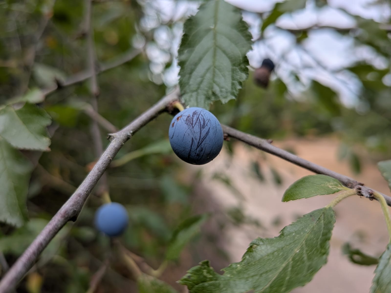 Close up photo of dark blue sloe berries