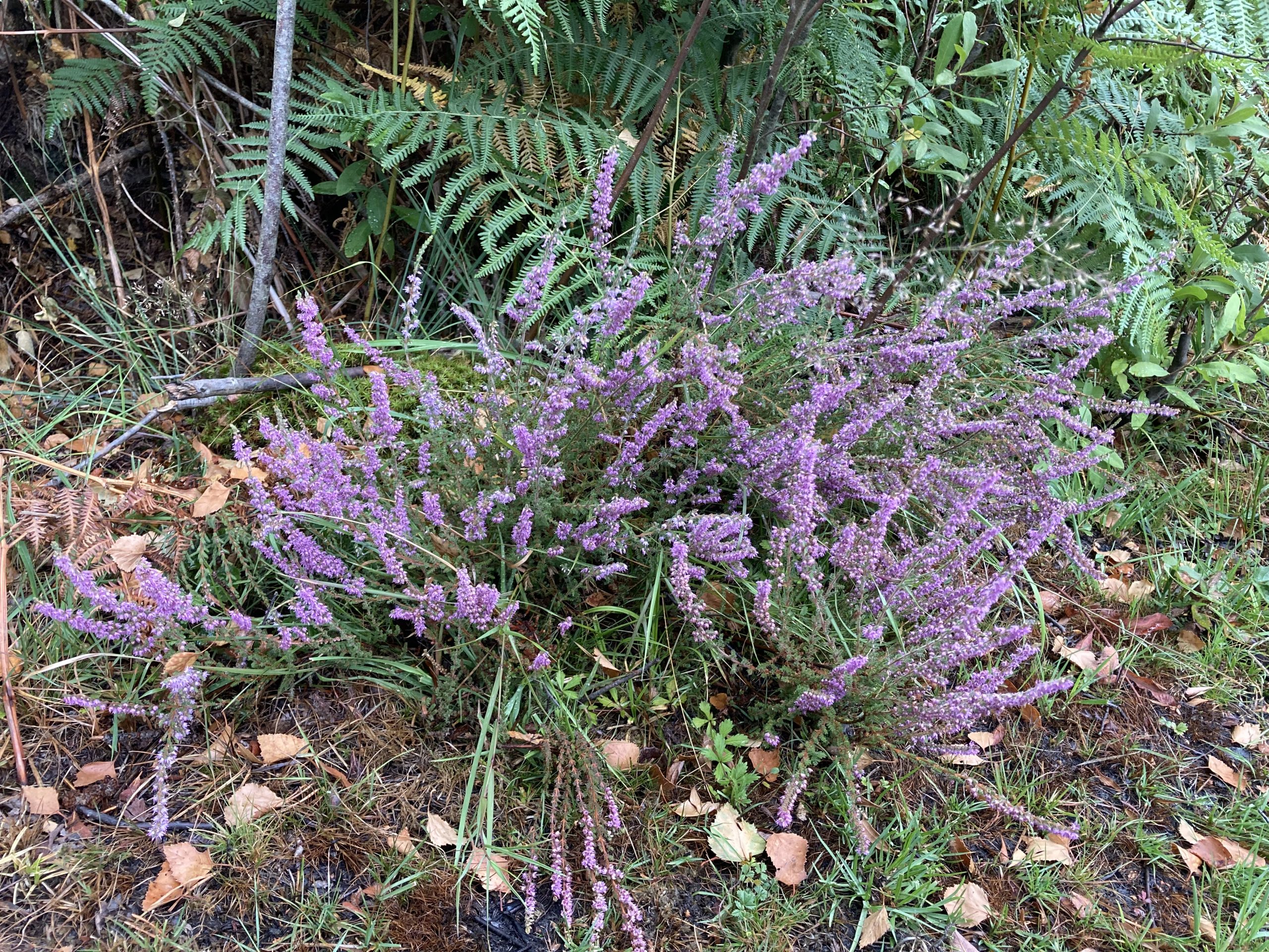 Photo of a clump of purple ling (common heather)
