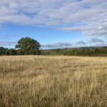 Photo of an open grassland with young trees planted with plastic guards