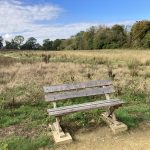 Photo of an open rough grass meadow with a wooden bench just off a natural path