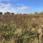 Photo of a rough grass meadow in autumn