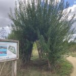 Photo of a willow tunnel with interpretation panel next to it