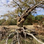 Photo of a small tree in leaf with damage and fallen limbs