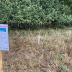 Photo of young trees covered with plastic guards and a laminated sign about them