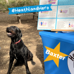 Photo of a large shiny black dog standing next to a Heathland Hounds table display