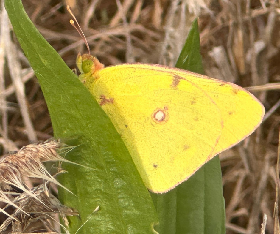 Photo of a bright yellow butterfly with green eyes, resting on a green leaf