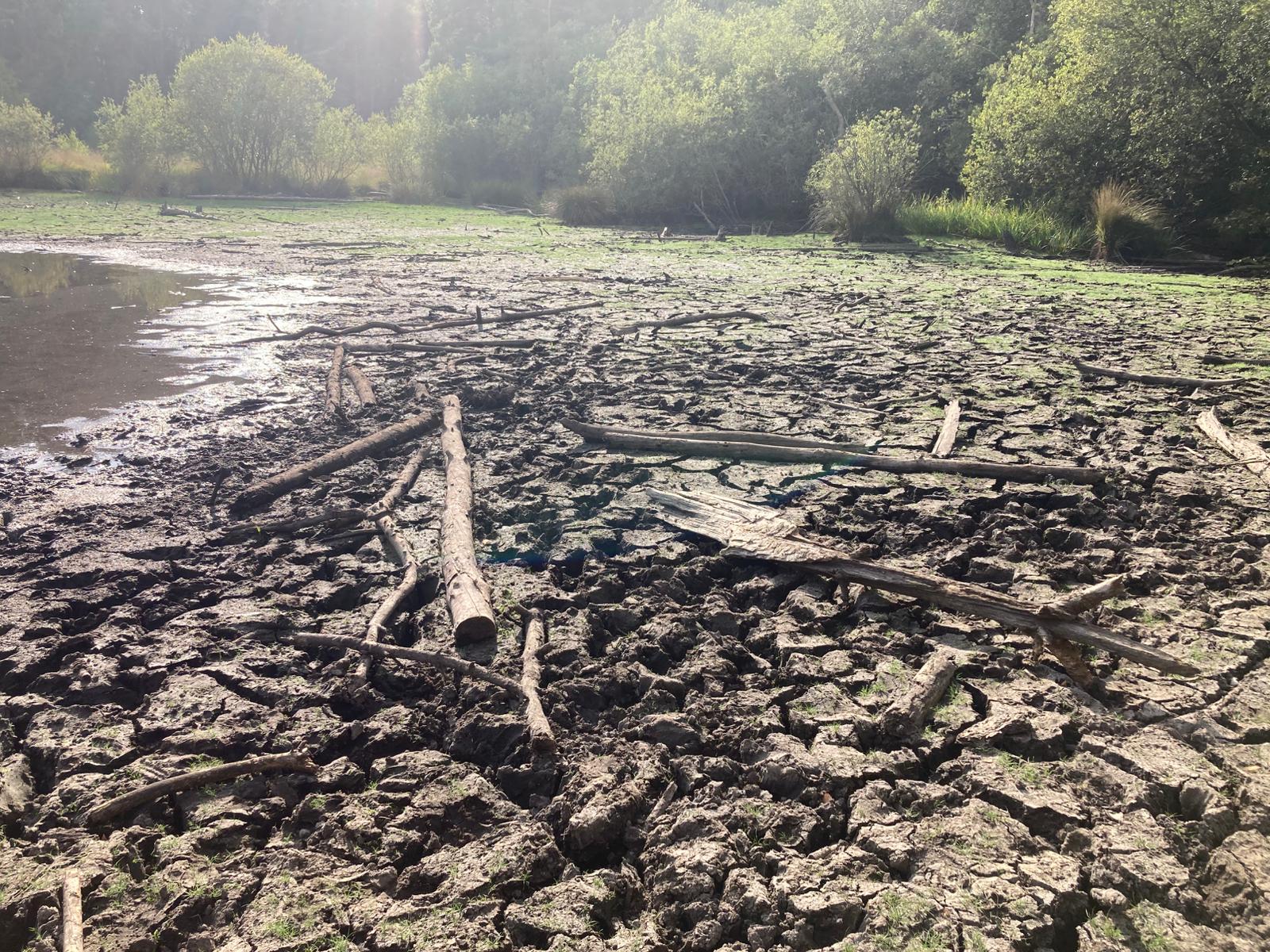 Photo of a dried up pond at Horsell Common