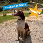 Photo of a medium sized brown and white dog posing on a sandy heathland path