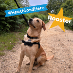 Photo of a large beige retriever dog sitting on a heathland path looking up at his owner