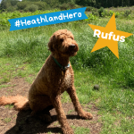 Photo of a medium sized brown dog posing on a path bordering lush grass
