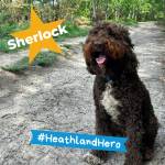 Photo of a medium sized brown dog with a white bib sitting on a sandy heathland path