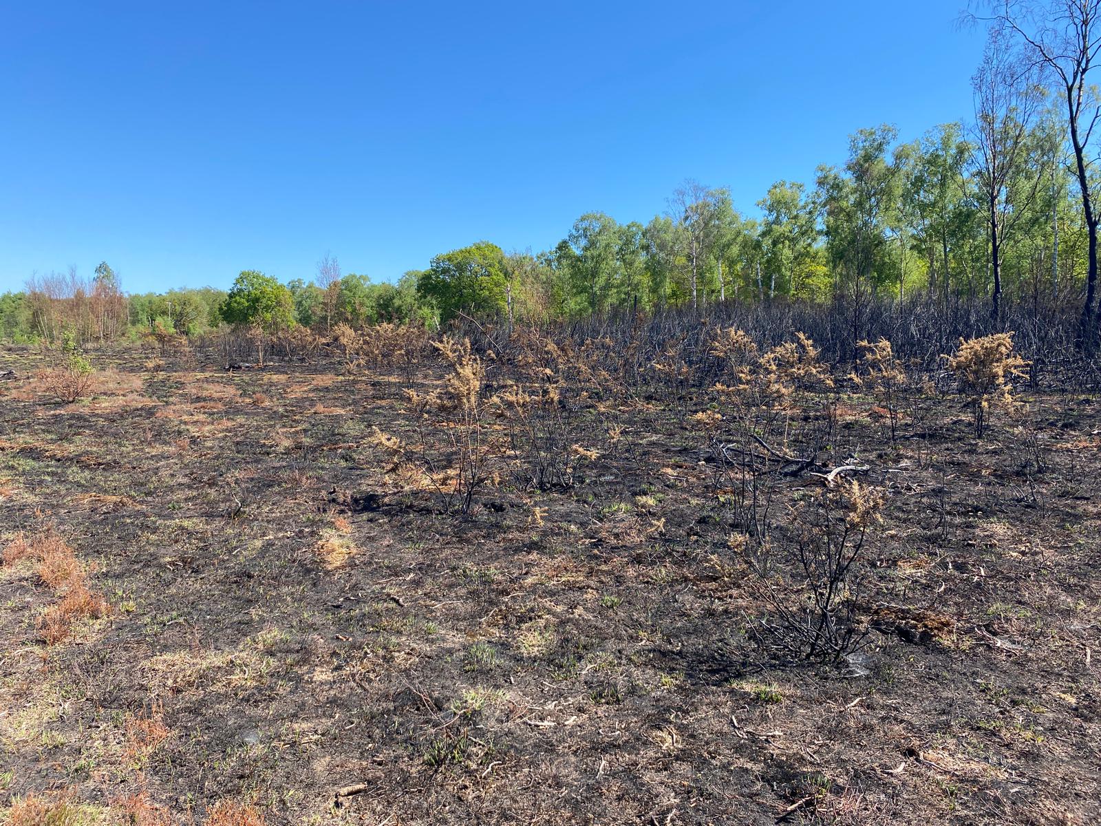 Photo of a heathland landscape affected by wildfire - blackened bare ground
