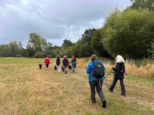 Photo of a group of dog owners, walking their dogs with Heathland Hounds, through an area of open grass