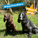 Photo of 2 cocker spaniels, one brown and one black, sitting together on grass
