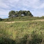 Photo of a wooded knoll with a large area of bramble in the foreground