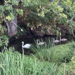 Photo of a swan with 3 cygents following behind on the river Blackwater
