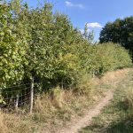 Photo of a natural path running through grassland with a boundary of stock proof fencing and scrub