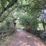 Photo of a natural path at the edge of a lake, boundaried by wooden post and rail fencing and overhanging trees